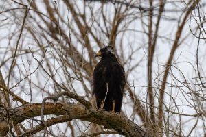 Common Black Hawk