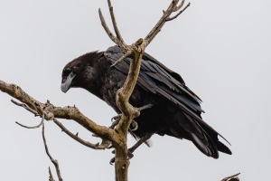 American Crow