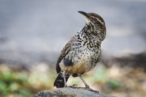 Cactus Wren