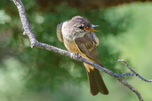Say's Phoebe