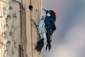 Acorn Woodpecker