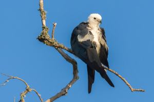 Swallow tailed Kite