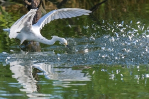 Snowy Egret