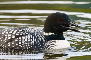 Common Loon