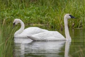 Trumpeter Swan