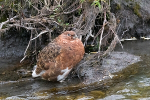 Willow Ptarmigan