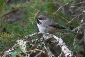 Boreal Chickadee