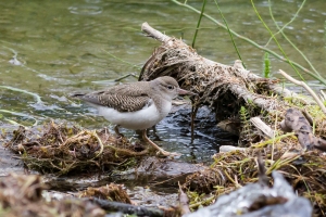 Spotted Sandpiper