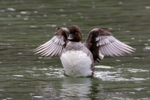 Common Goldeneye