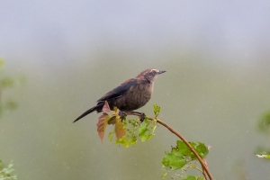 Rusty Blackbird