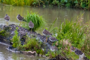 Solitary Sandpiper