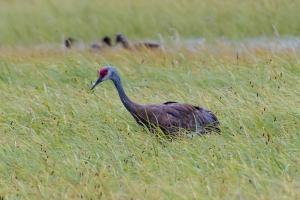 Sandhill Crane