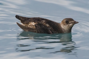 Marbled Murrelet