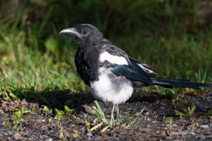 Black billed Magpie