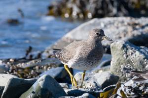 Surfbird