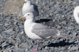 Glaucous winged Gull
