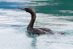 Pelagic Cormorant