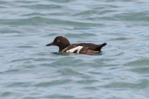 Pigeon Guillemot