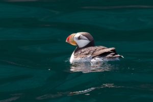 Horned Puffin