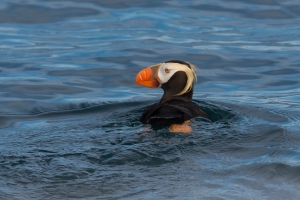 Tufted Puffin