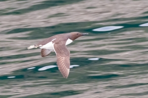 Common Murre