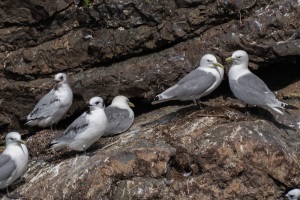 Black legged Kittiwake