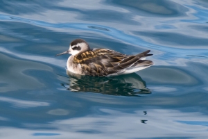 Red necked Phalarope
