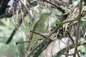 Tennesee Warbler