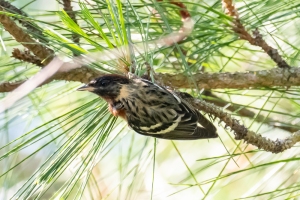 Bay breasted Warbler