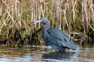 Little Blue Heron