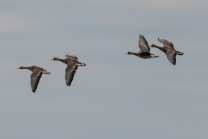Greater White fronted Goose