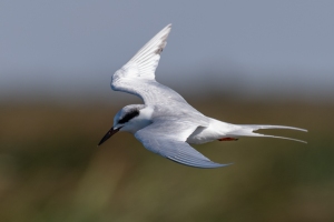 Forsters Tern