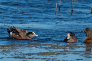 American Wigeon