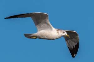 Ring billed Gull