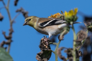 American Goldfinch