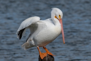 American White Pelican