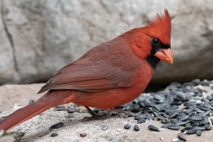 Northern Cardinal