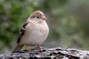 Field Sparrow