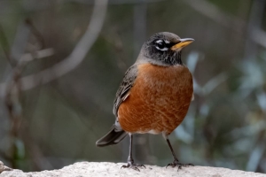 American Robin