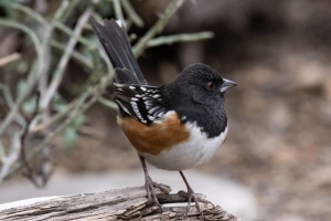 Spotted Towhee