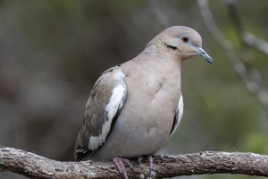 White winged Dove