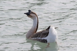 Swan Goose Domestic