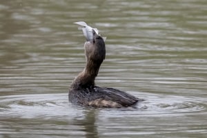 Pied billed Grebe