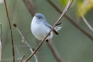 Blue gray Gnatcatcher