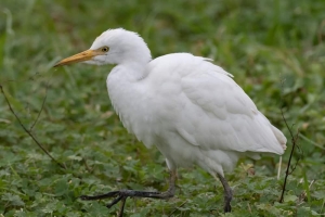 Cattle Egret