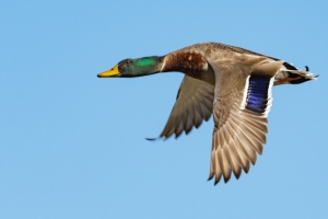 Mallard