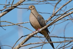 Mourning Dove
