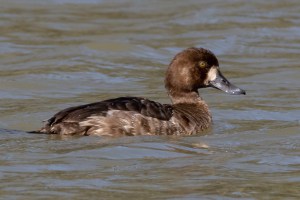 Greater Scaup