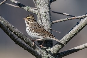 Savannah Sparrow