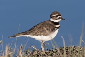 Kildeer